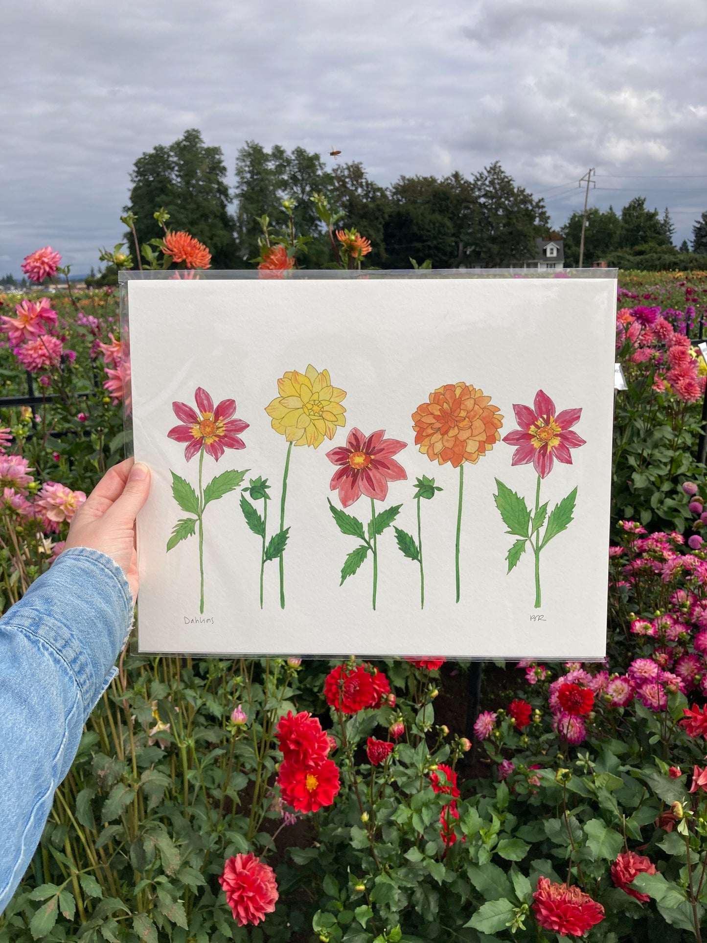 Dahlia Party Watercolor Print