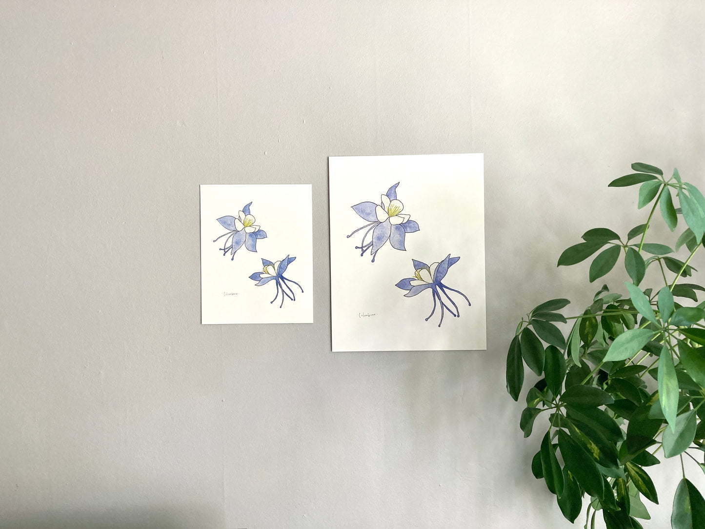 Blue Columbine Watercolor Print