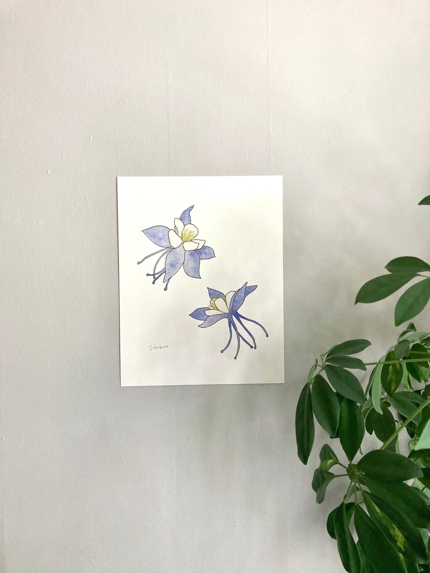 Blue Columbine Watercolor Print