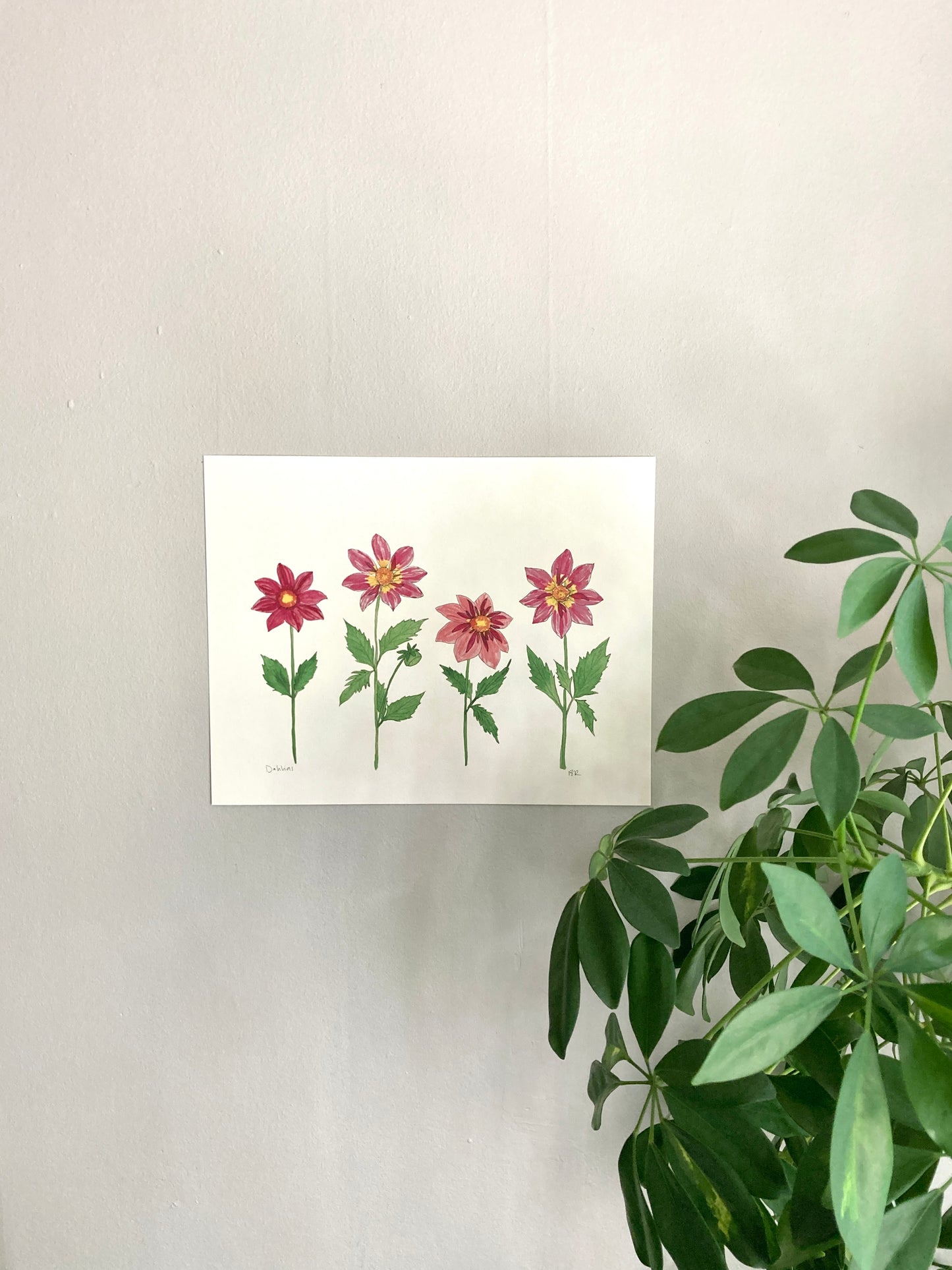 Pink Dahlia Party 11 x 14 Watercolor Print