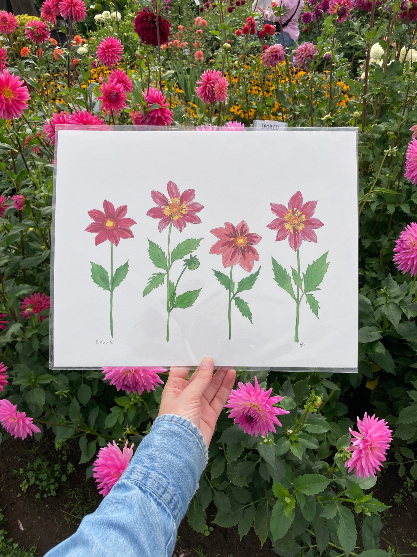 Pink Dahlia Party 11 x 14 Watercolor Print
