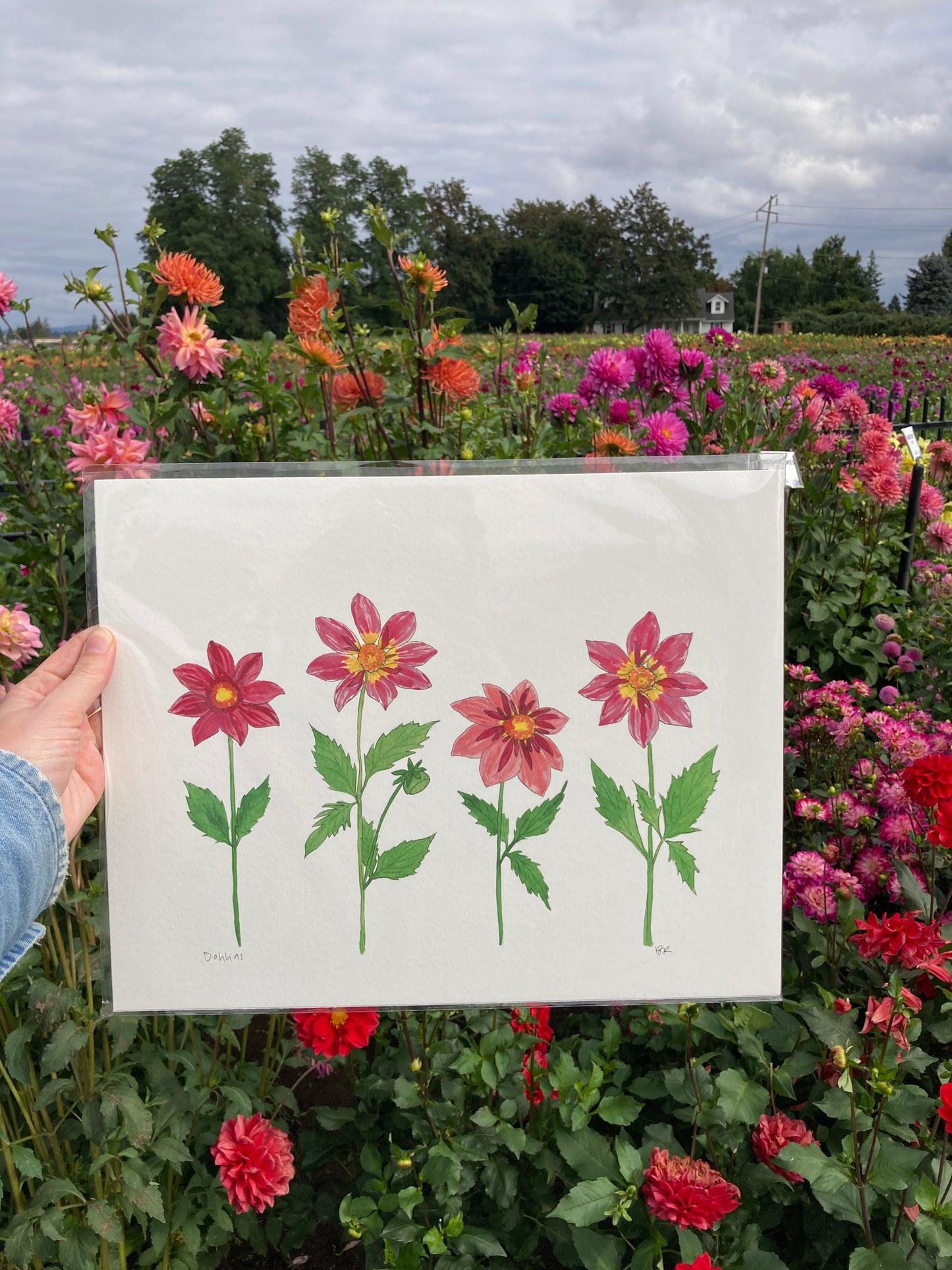 Pink Dahlia Party 11 x 14 Watercolor Print