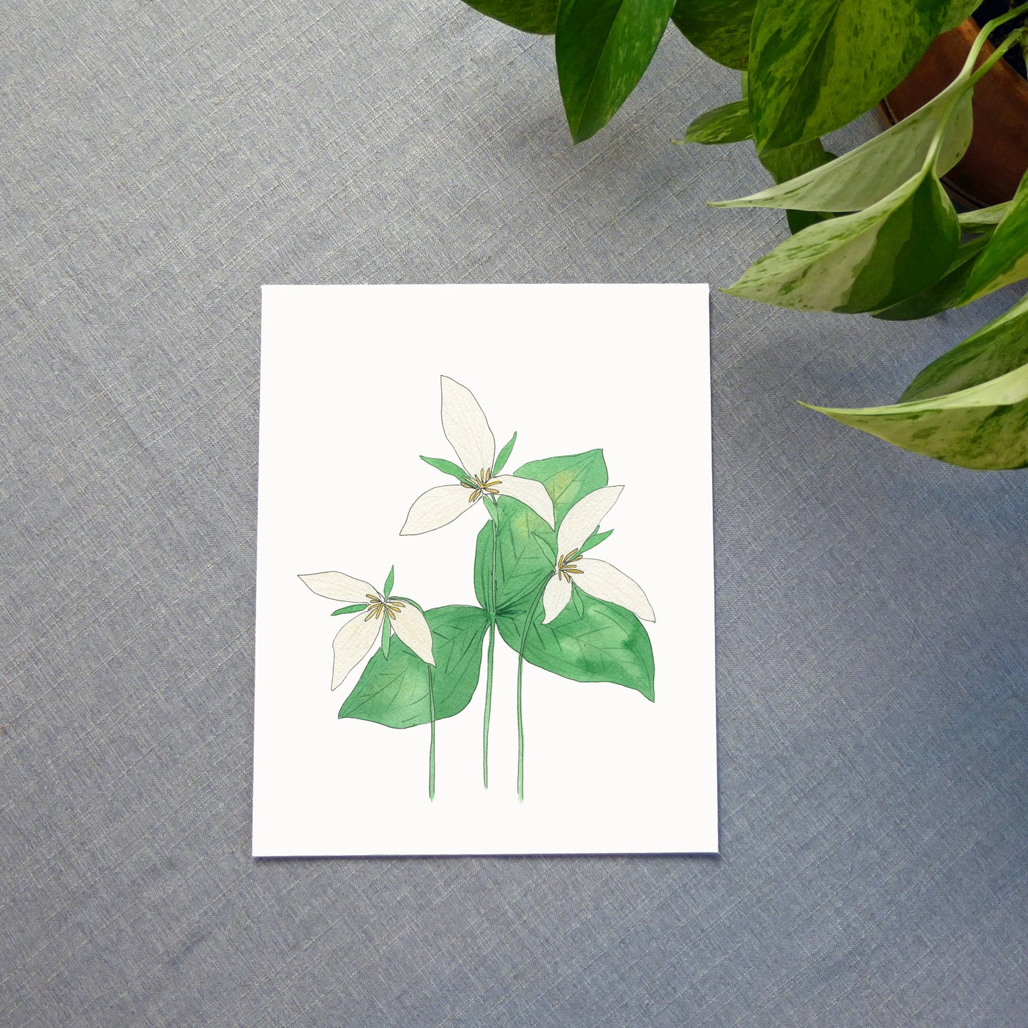 Trillium Watercolor Print