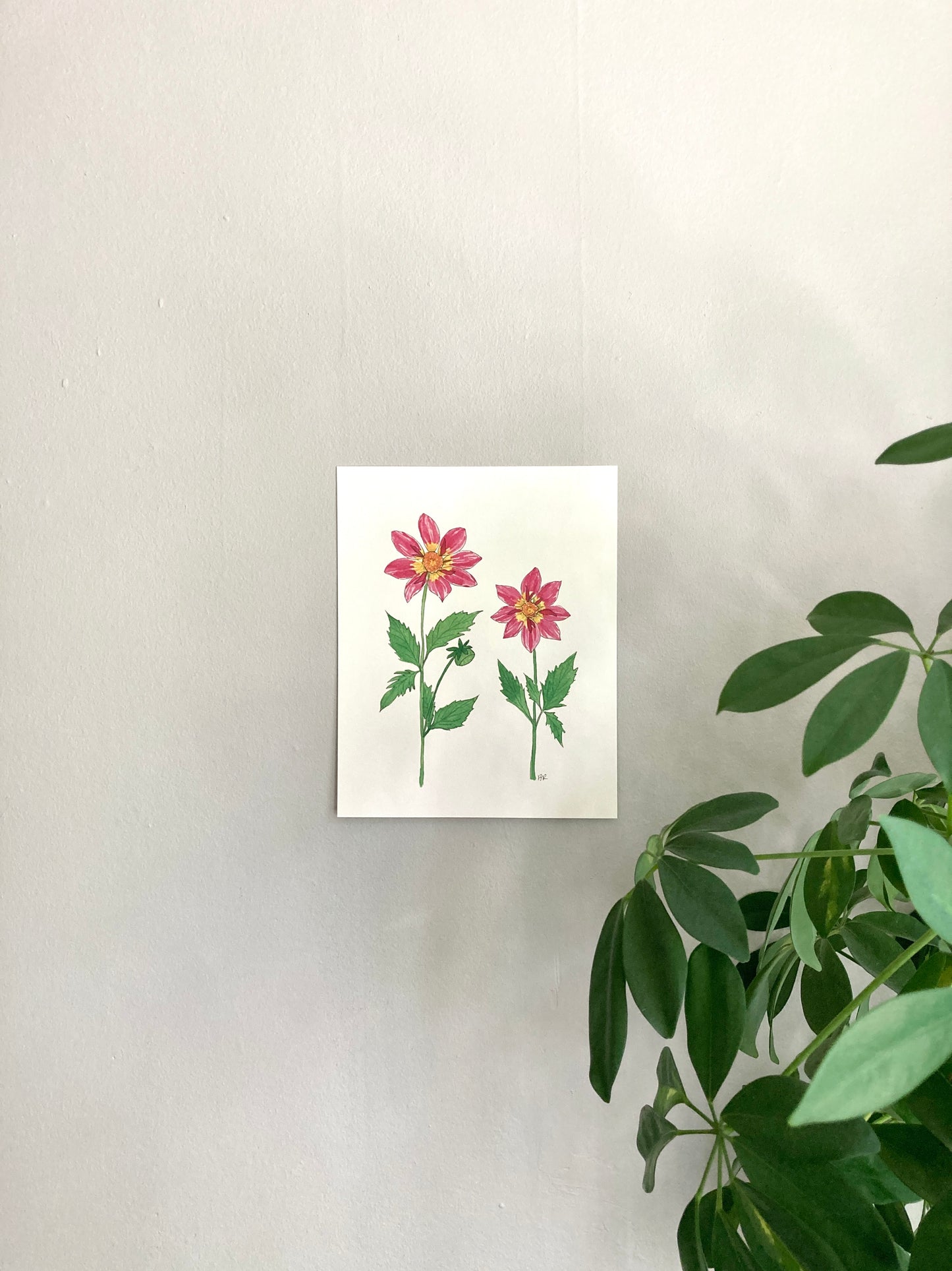 Pink Dahlia Duo Watercolor Print