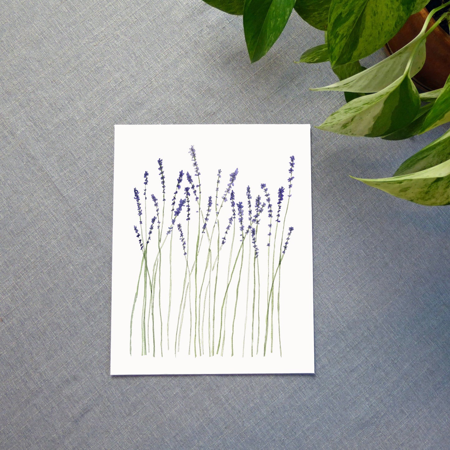 Lavender Watercolor Print