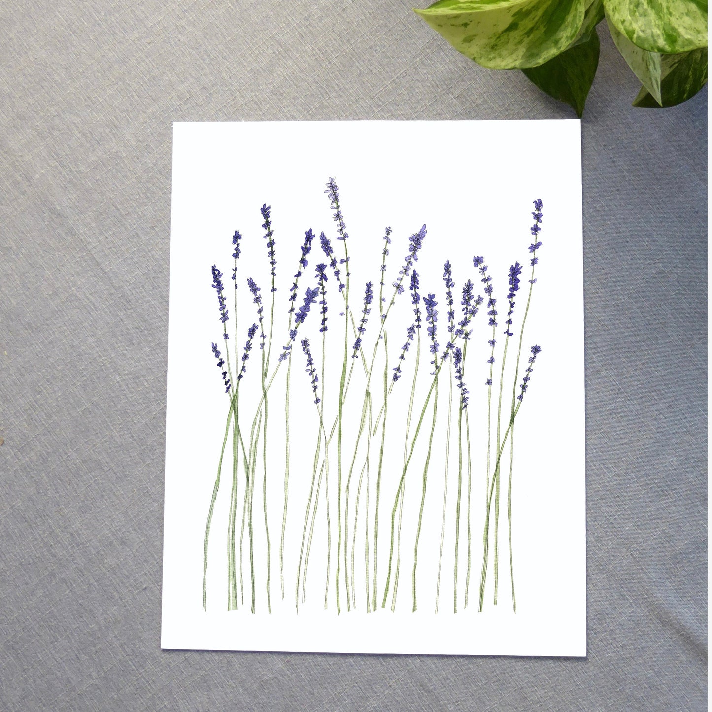 Lavender Watercolor Print