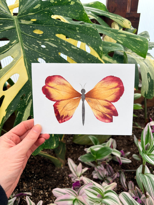 Red Yellow Tulip Petal Butterfly Frameable Card