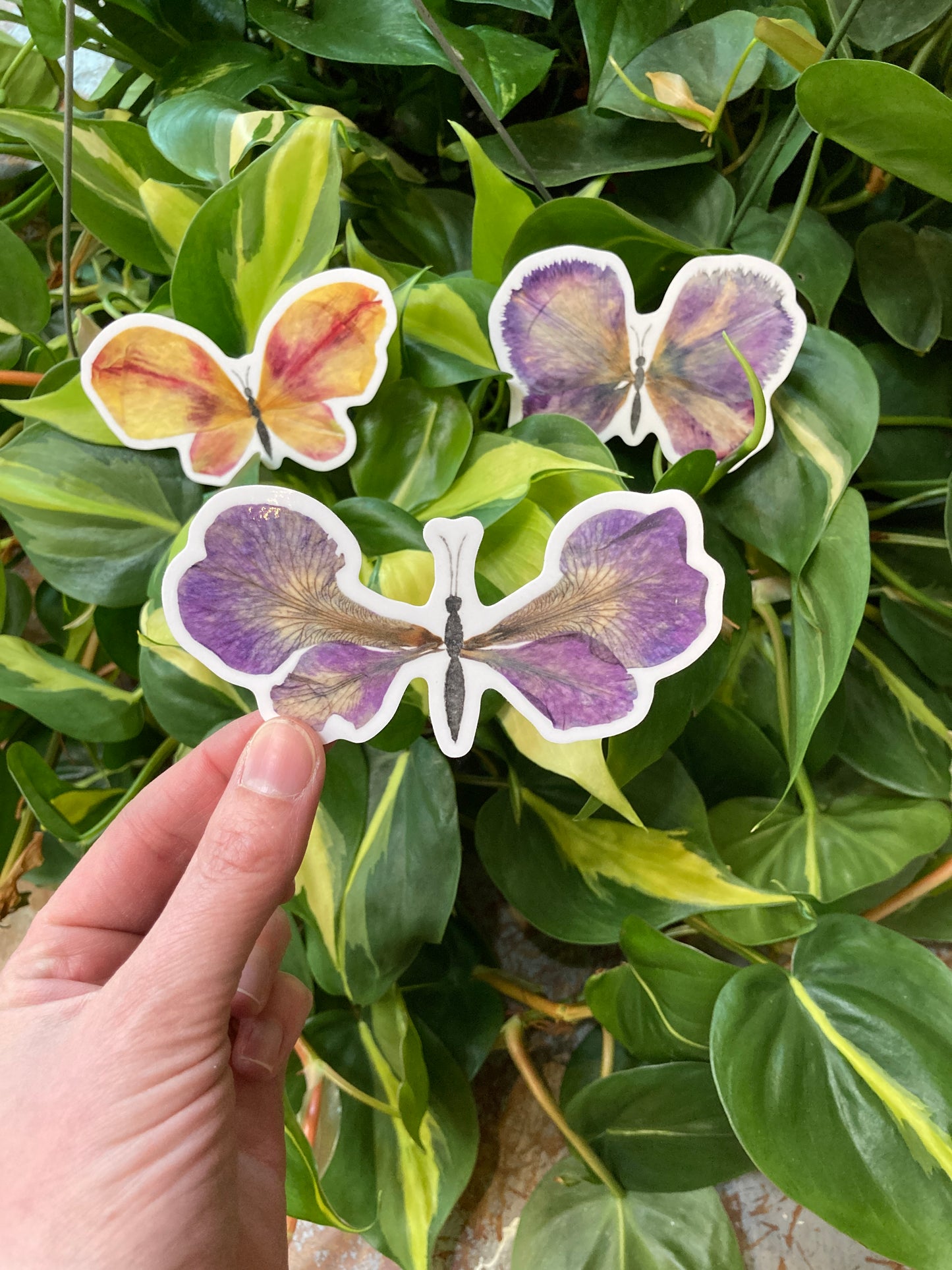 Butterfly Sticker Trio