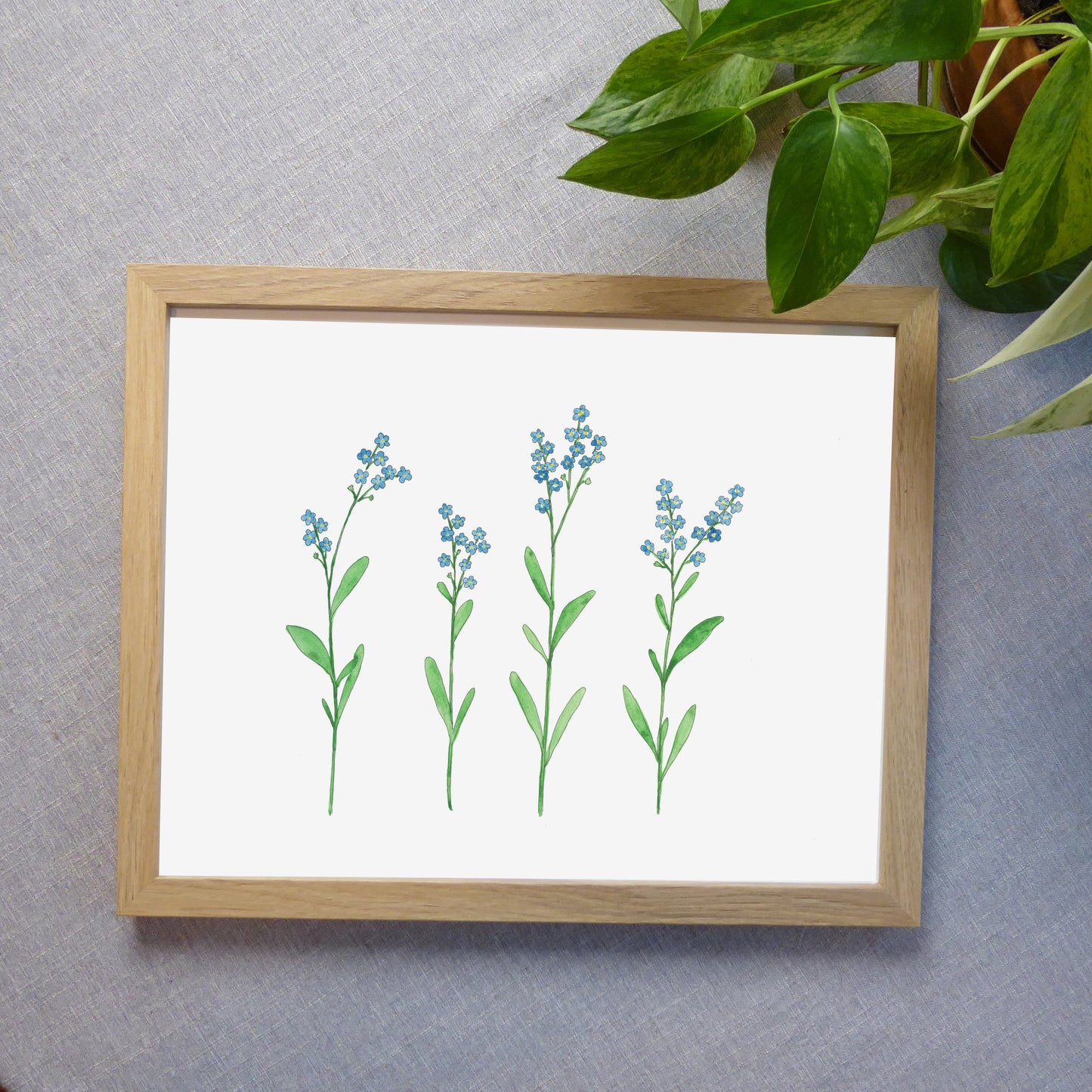 Forget Me Not Watercolor Print