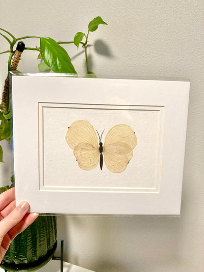 Pressed Dogwood Petal Butterfly