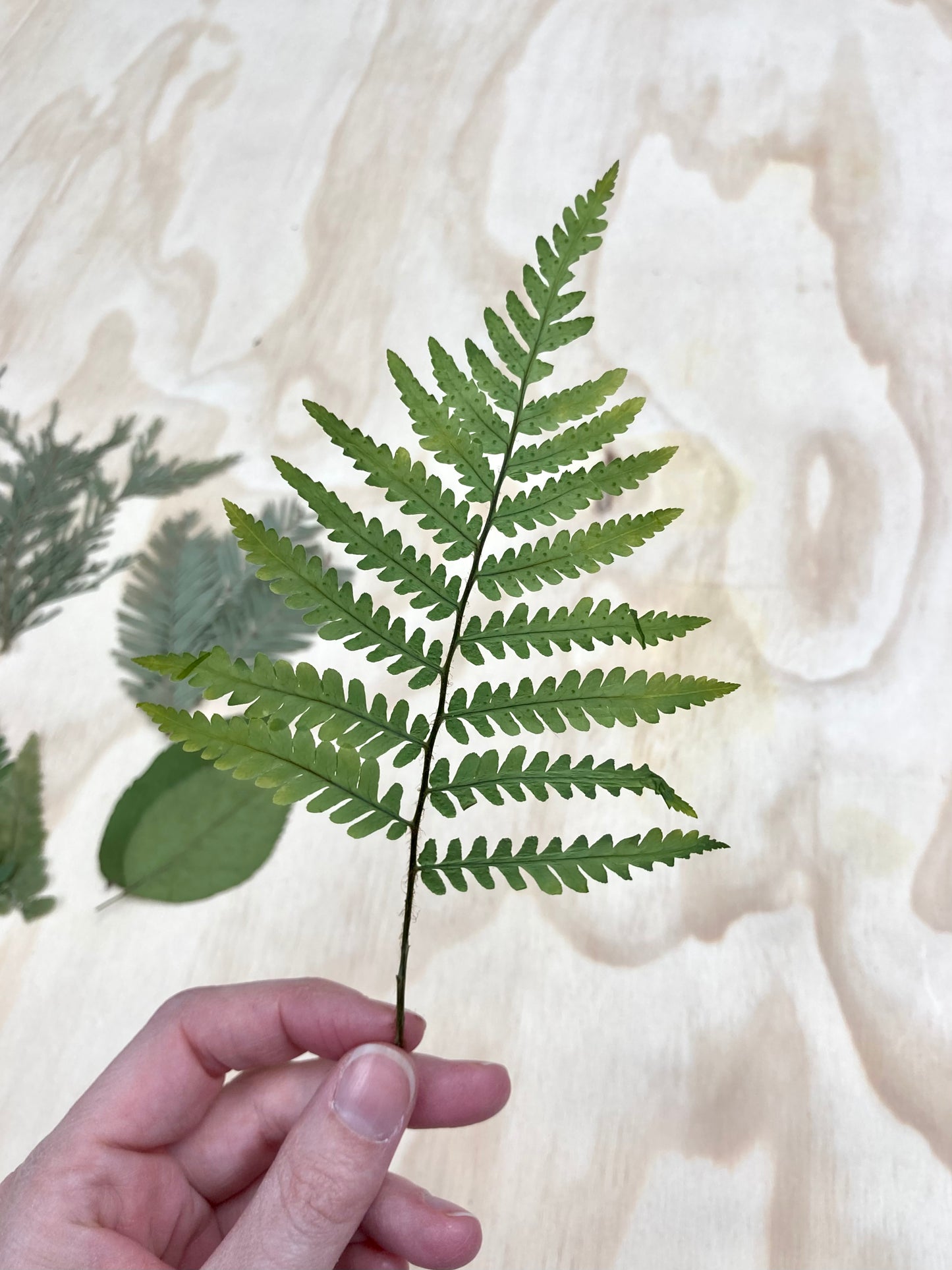 Pressed Flower Workshop at The Fallow Field | June 6 @ 11 am