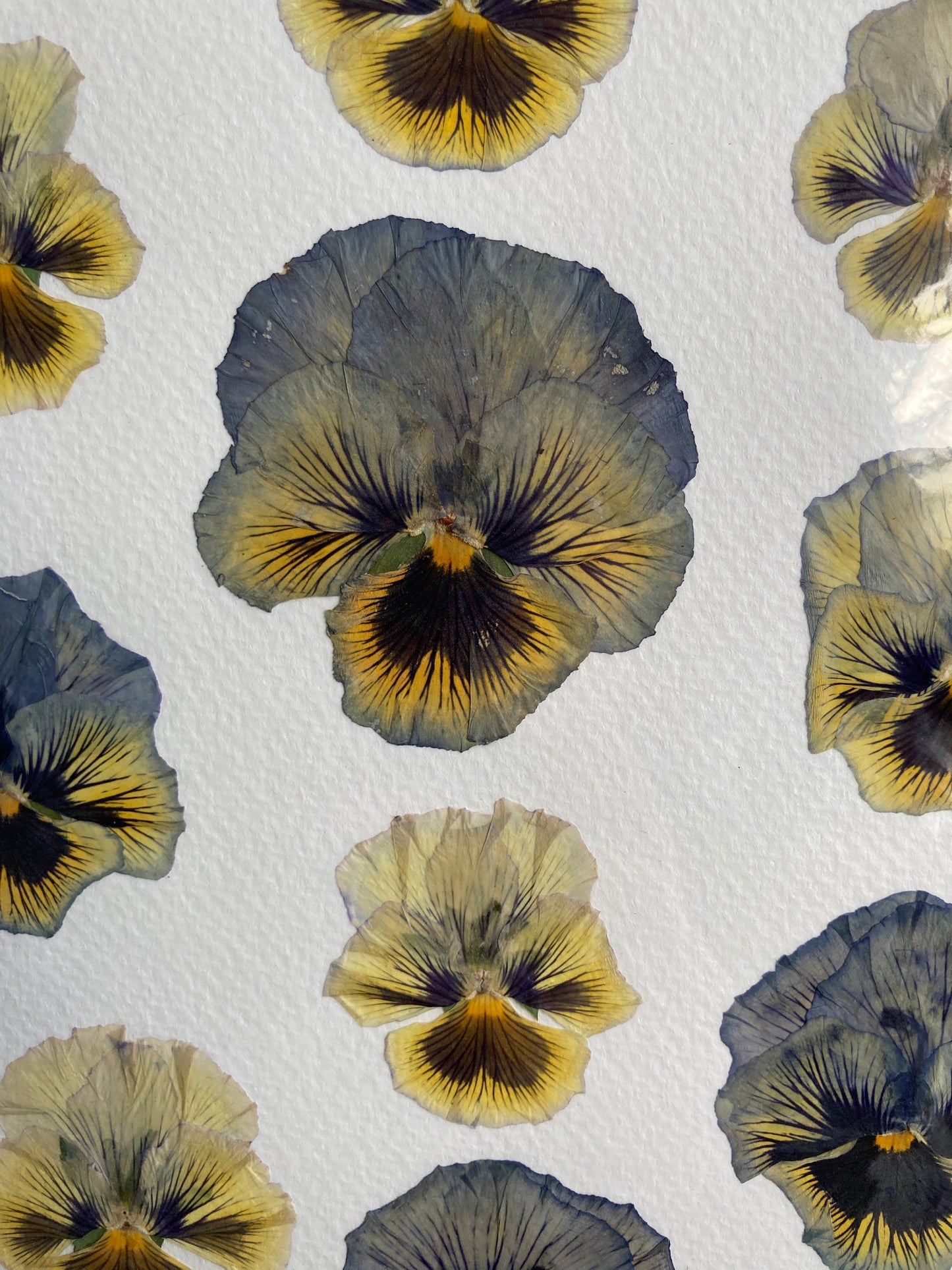 Pansy Collage